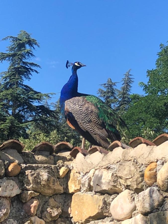 Le Tresor Des Templiers Hotell Malataverne Exteriör bild